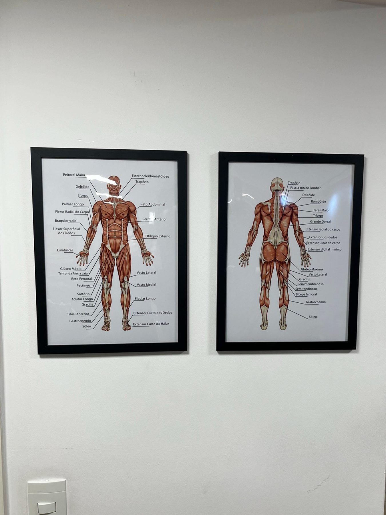 Quadros de anatomia da Clínica Sampieri